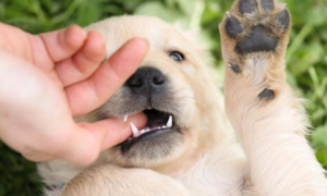 为什么狗狗总喜欢咬手