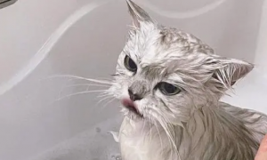 猫咪第一次去宠物店洗澡