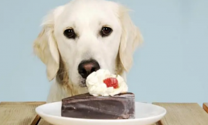 狗吃了巧克力多久度过危险期？
