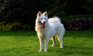 白色短毛大型犬品种大全图片