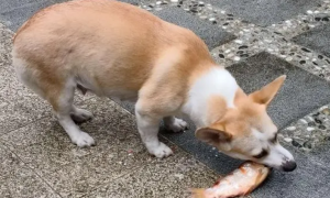 为什么狗狗总吃鱼