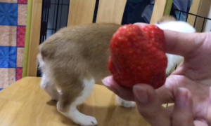 柯基可以吃草莓吗为什么