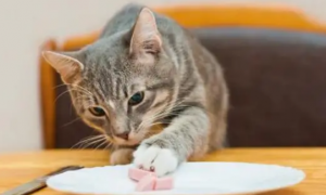 猫咪误食异物怎么处理