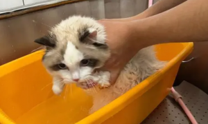 宠物猫可以用什么洗澡