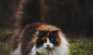 挪威森林猫图片多少钱一只