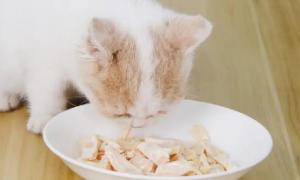 猫咪为什么不爱吃主食了