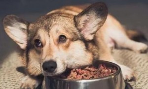 狗狗为什么一直吃微量元素呢