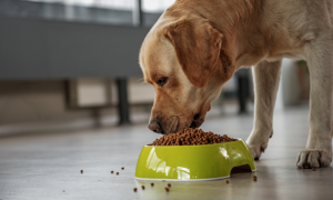 如何让你的狗吃猫粮不咬你