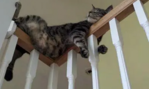 猫咪为什么要睡在高处