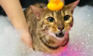宠物店怎么给猫洗澡
