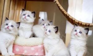 家庭猫舍的猫能买吗