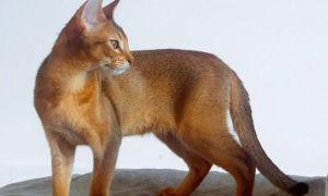 阿比西尼亚猫寿命短