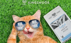 kingsmoor猫粮怎么样