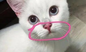 猫咪的嘴巴为什么很小呢