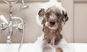 宠物狗能用人的沐浴露洗澡吗