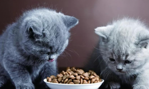 一个月的小猫吃成猫粮会怎么样