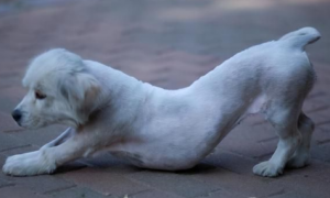狗狗频繁拱腰为什么呢