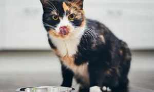 为什么猫咪突然食欲不佳了