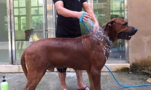 宠物店怎么给狗洗澡的