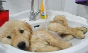 狗狗生病可以洗澡吗