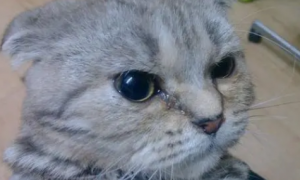 猫咪的眼屎需要要每天清理吗？