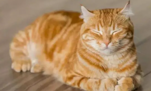 猫咪吐黄水但还有活力是怎么回事？