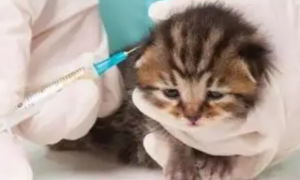 一个月小猫感冒了怎么办呢