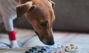 为什么狗狗不能乱放药呢