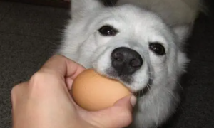 狗狗可以吃鸡蛋壳吗？
