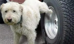 狗拉尿在车轮胎上对轮胎有危害吗