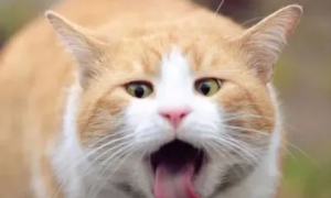 猫发出像喉咙有痰的声音是什么原因引起的
