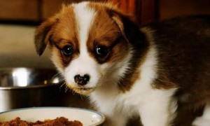 为什么狗狗吃完饭干呕呢