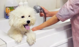 宠物狗可以用人的沐浴露洗澡吗