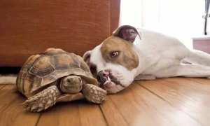 狗吃乌龟吗会死吗