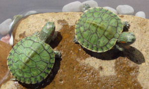 巴西龟冬天怎么样养活比较好
