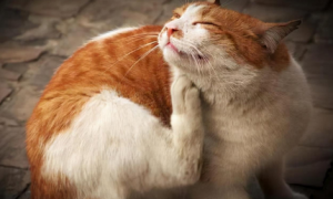 抱完猫咪身体很痒是怎么回事？