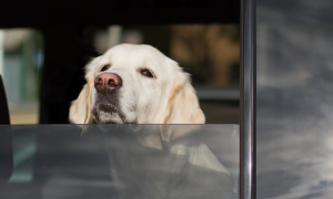 狗狗为什么趴在车窗上不动