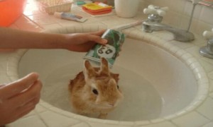 宠物兔洗澡能用宠物沐浴露吗