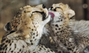 猫咪为什么舔豹子呢？