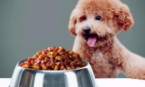 中型犬吃狗粮如何配料