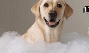 狗狗洗澡为什么会呛到咳嗽呢