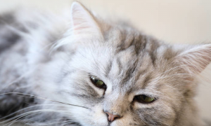 猫咪体内镁升高是什么原因