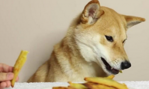 狗能吃薯条吗为什么