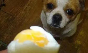 四个月的狗狗多久吃一次蛋黄比较好