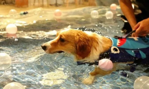 狗为什么会游泳猫不会