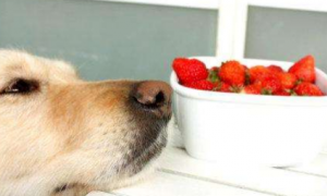 狗为什么不能吃草莓
