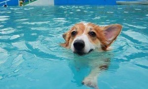 小狗狗都会游泳吗为什么呢