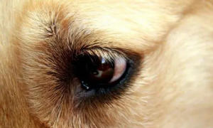 狗狗为什么会的角膜炎呢为什么