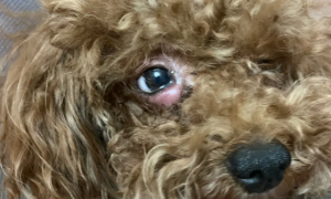 导致泰迪犬眼睛红肿的原因是什么