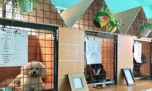 广州寄养宠物一个月多少钱